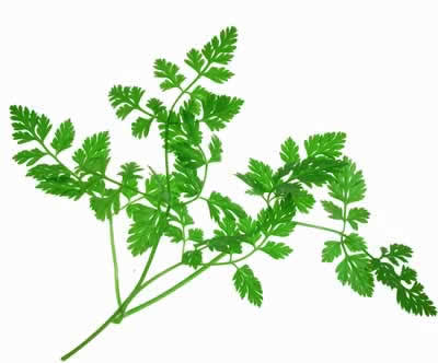 chervil frawn